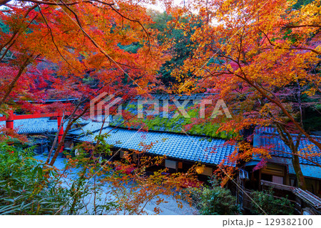 鮮やかな紅葉の奥嵯峨　鳥居本 129382100