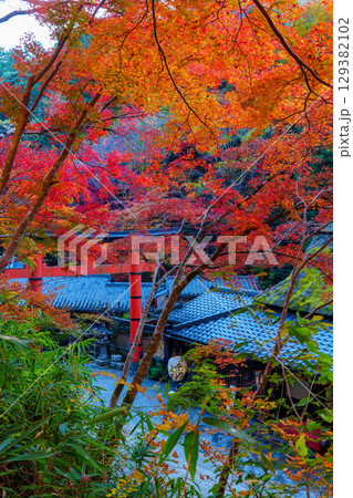 鮮やかな紅葉の奥嵯峨 鳥居本 鮮やかな紅葉の奥嵯峨 鳥居本 129382102
