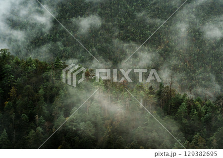 Dense Mist Floating Above Pine Forest in Yulong Snow Mountain, Lijiang, China Dense Mist Floating Above Pine Forest in Yulong Snow Mountain, Lijiang, China 129382695