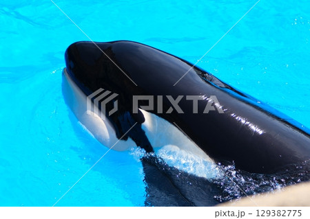 名古屋港水族館のシャチ、アースとリン 名古屋港水族館のシャチ、アースとリン 129382775