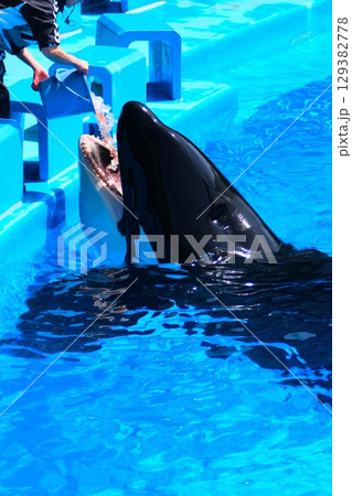 名古屋港水族館のシャチ、アースとリン 129382778