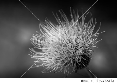 モノクロームの世界～薊(アザミ)の花～ 129382818