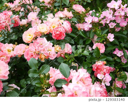 薄いピンク色のバラ 129383140