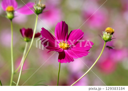 秋の野原に咲く鮮やかな赤のコスモスの花 秋の野原に咲く鮮やかな赤のコスモスの花 129383184