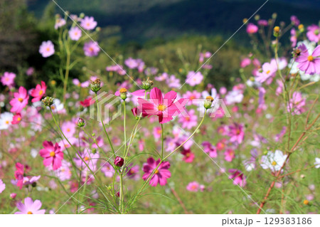 コスモス畑に咲くコスモスの花の風景 コスモス畑に咲くコスモスの花の風景 129383186