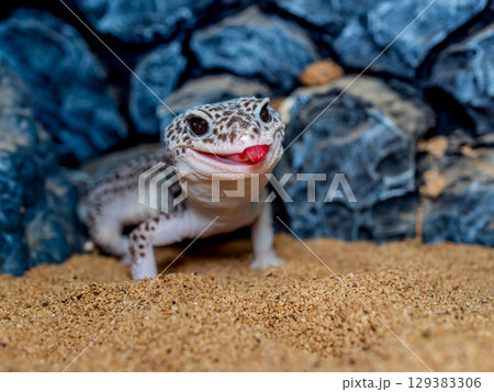 ヒョウモントカゲモドキのアップ 129383306