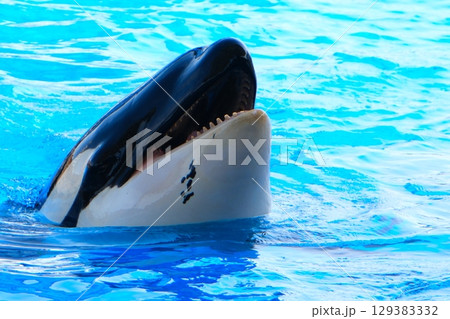 名古屋港水族館のシャチ、アースとリン 名古屋港水族館のシャチ、アースとリン 129383332