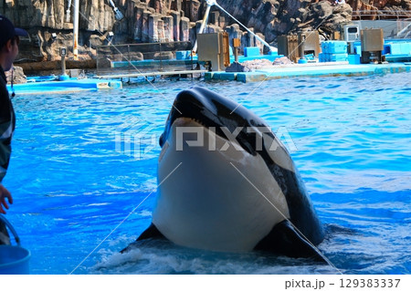 名古屋港水族館のシャチ、アースとリン 名古屋港水族館のシャチ、アースとリン 129383337
