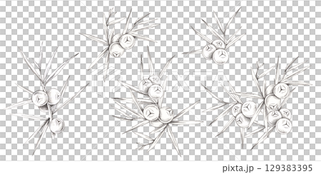 Arrangements of juniper berry sprigs with pencil shading in a botanical pencil drawing clipart. Designed for seamless patterns, fabric prints, wrapping paper, or branding assets. Arrangements of juniper berry sprigs with pencil shading in a botanical pencil drawing clipart. Designed for seamless patterns, fabric prints, wrapping paper, or branding assets. 129383395