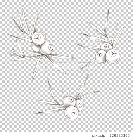 Three juniper berries arrangements with scattered needle leaves in gray pencil illustration. Great for alcohol label design, especially gin packaging, organic product branding, or natural cosmetics. Three juniper berries arrangements with scattered needle leaves in gray pencil illustration. Great for alcohol label design, especially gin packaging, organic product branding, or natural cosmetics. 129383396