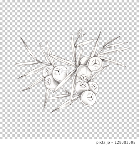 Hand-drawn juniper branch with berries and pointed leaves in gray pencil illustration. Suitable for botanical stationery, eco-packaging, vintage recipe cards, or herbal branding. Hand-drawn juniper branch with berries and pointed leaves in gray pencil illustration. Suitable for botanical stationery, eco-packaging, vintage recipe cards, or herbal branding. 129383398