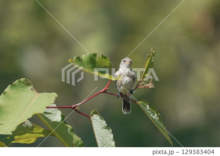 茎に止まるホオアカの幼鳥 茎に止まるホオアカの幼鳥 129383404