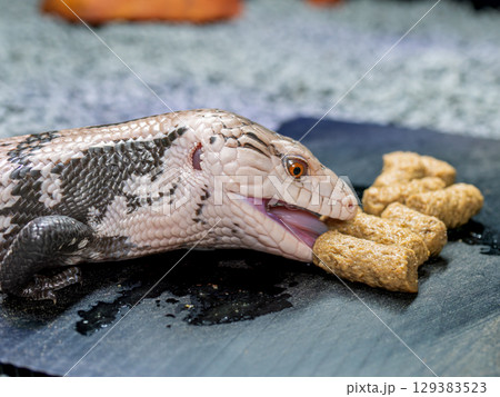 餌を食べるアオジタトカゲ 129383523