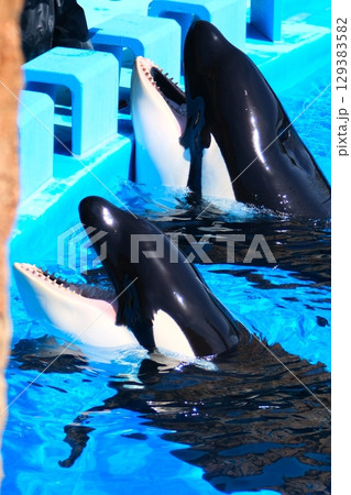 名古屋港水族館のシャチ、アースとリン 129383582