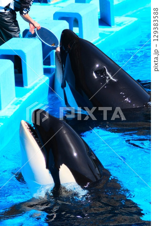名古屋港水族館のシャチ、アースとリン 名古屋港水族館のシャチ、アースとリン 129383588