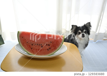 スイカを食べる愛犬 ロングコートチワワ スイカを食べる愛犬 ロングコートチワワ 129383880