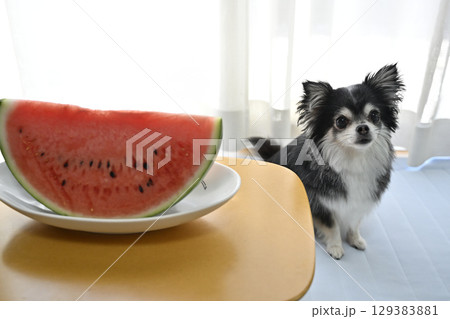 スイカを食べる愛犬 ロングコートチワワ スイカを食べる愛犬 ロングコートチワワ 129383881