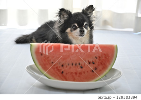 スイカを食べる愛犬　ロングコートチワワ 129383894