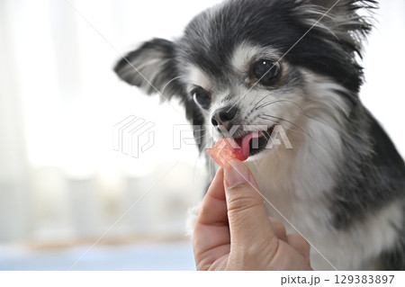 スイカを食べる愛犬 ロングコートチワワ スイカを食べる愛犬 ロングコートチワワ 129383897