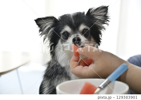 スイカを食べる愛犬 ロングコートチワワ スイカを食べる愛犬 ロングコートチワワ 129383901
