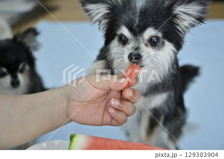 スイカを食べる愛犬 ロングコートチワワ スイカを食べる愛犬 ロングコートチワワ 129383904