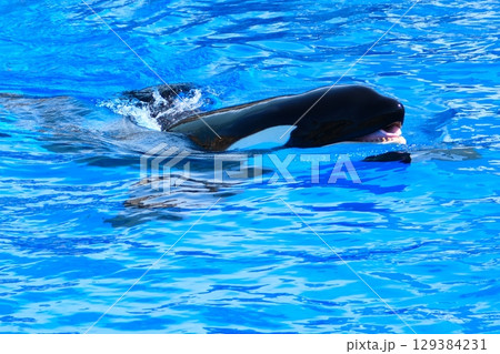 名古屋港水族館のシャチ、アースとリン 名古屋港水族館のシャチ、アースとリン 129384231