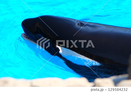 名古屋港水族館のシャチ、アースとリン 129384232