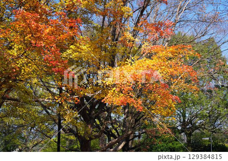 京都の紅葉 京都の紅葉 129384815