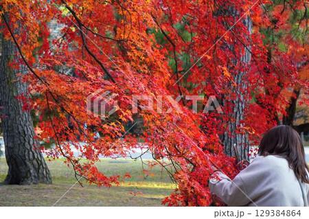 京都の紅葉 京都の紅葉 129384864
