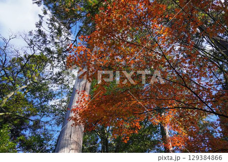 京都の紅葉 129384866