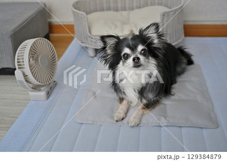 犬の夏用品 (クールマット・小型扇風機) ロングコートチワワ 犬の夏用品 (クールマット・小型扇風機) ロングコートチワワ 129384879