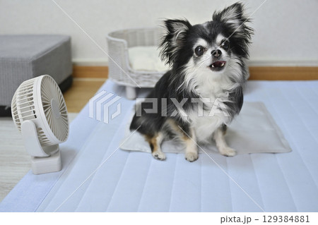 犬の夏用品　（クールマット・小型扇風機）　ロングコートチワワ　 129384881