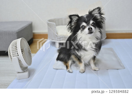 犬の夏用品　（クールマット・小型扇風機）　ロングコートチワワ　 129384882