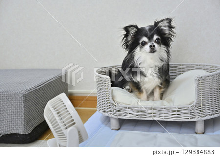 犬の夏用品　（クールマット・小型扇風機）　ロングコートチワワ　 129384883