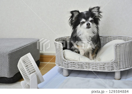 犬の夏用品 (クールマット・小型扇風機) ロングコートチワワ 犬の夏用品 (クールマット・小型扇風機) ロングコートチワワ 129384884