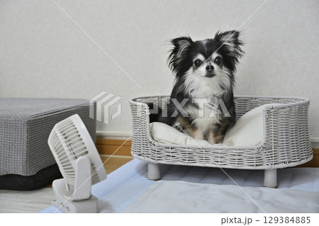 犬の夏用品　（クールマット・小型扇風機）　ロングコートチワワ　 129384885
