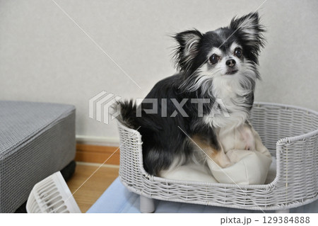 犬の夏用品　（クールマット・小型扇風機）　ロングコートチワワ　 129384888