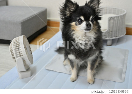 クールマットと扇風機で涼む高齢犬　チワワ　夏素材 129384995