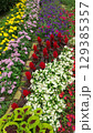 カラフルな花壇 129385357