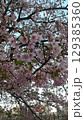 河津桜のある風景 129385360