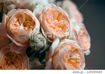 Beautiful coral pion-shaped rose. Bouquet Shrub roses. Illuminating yellow. 129385685