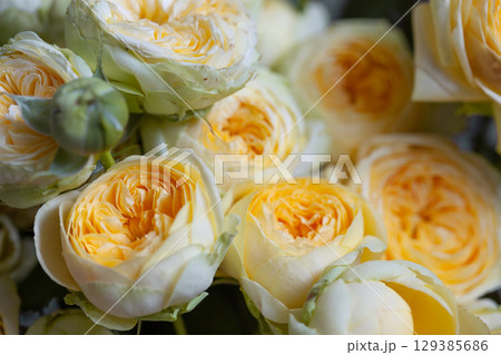 Beautiful yellow pion-shaped rose. Bouquet Shrub roses. Illuminating yellow. 129385686