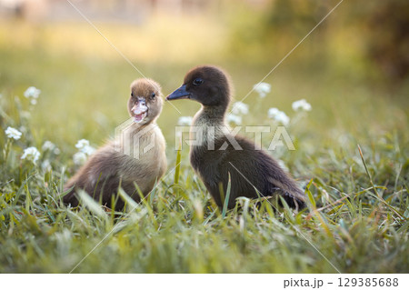 little ducklings in green grass in the rays of the setting sun 129385688