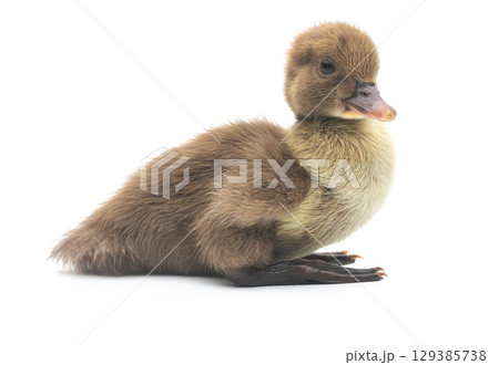 Cute little newborn fluffy duckling. One young duck isolated on a white background. Cute little newborn fluffy duckling. One young duck isolated on a white background. 129385738