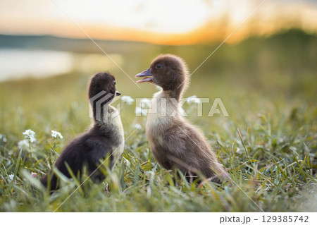 little ducklings in green grass on the lake shore in the rays of the setting sun little ducklings in green grass on the lake shore in the rays of the setting sun 129385742