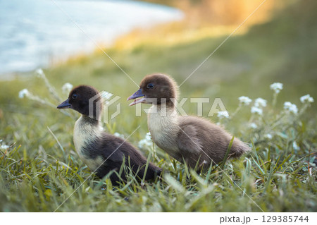 little ducklings in green grass on the lake shore in the rays of the setting sun 129385744