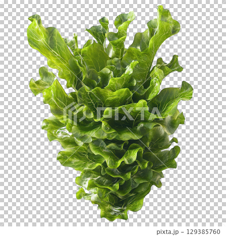 Fresh Green Lettuce with transparent background 129385760