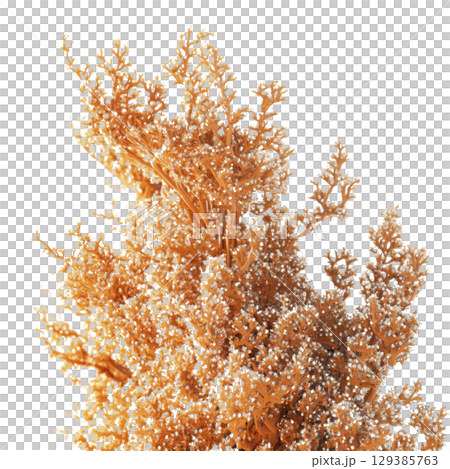 Close-up of a Beautiful Coral with transparent background 129385763