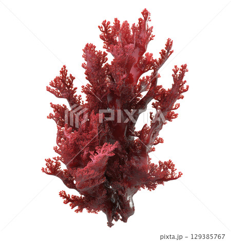 Red Seaweed Close Up with transparent background 129385767
