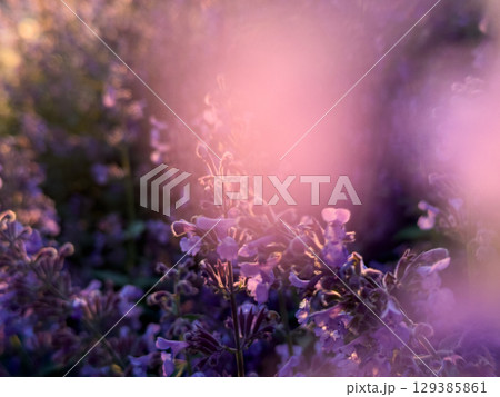 Close-up of lavender-like purple flowers at sunset with warm golden light. Aromatherapy plants, herbal medicine, botanical remedies, natural wellness 129385861
